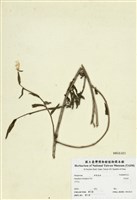 藏品(四翅月見草)的圖片
